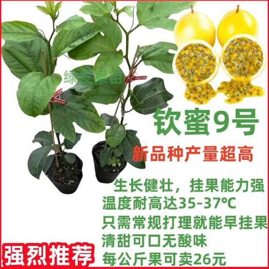 灵山县【广西热销】纯甜钦密9号黄色百香果树苗嫁接苗爬藤超大超甜庭院