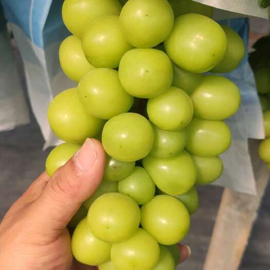 长兴县阳光玫瑰