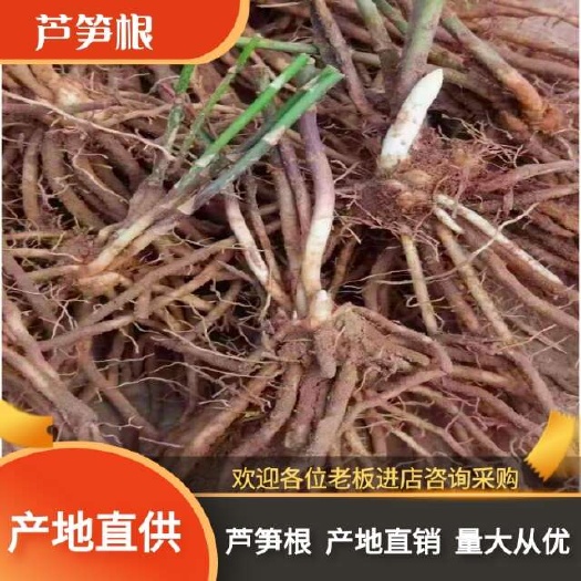 曹县芦笋苗芦笋根