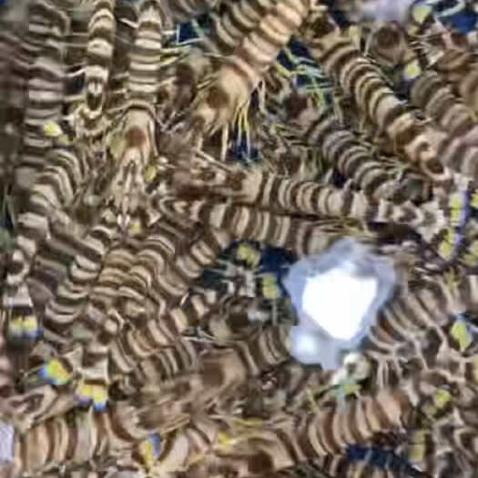  斑节虾