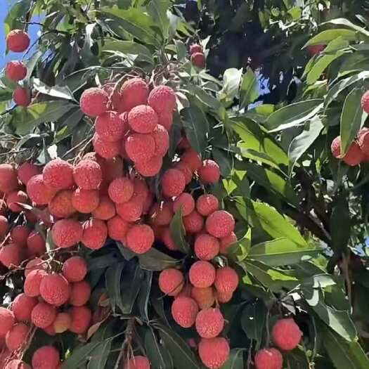 桂味