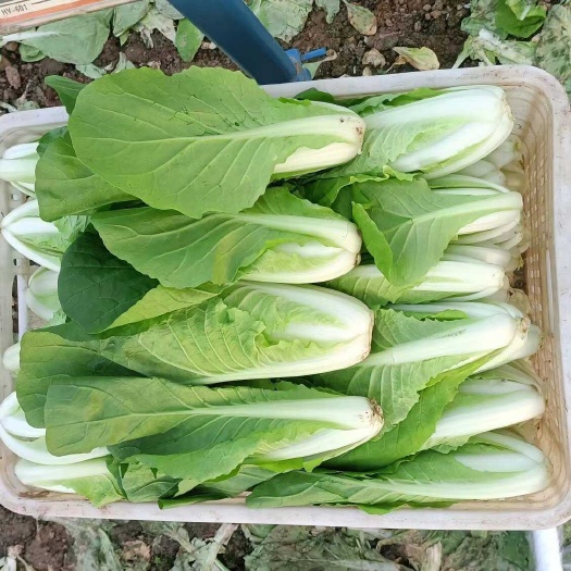 毛白菜