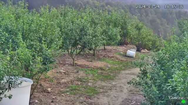环江县沃柑果园转让