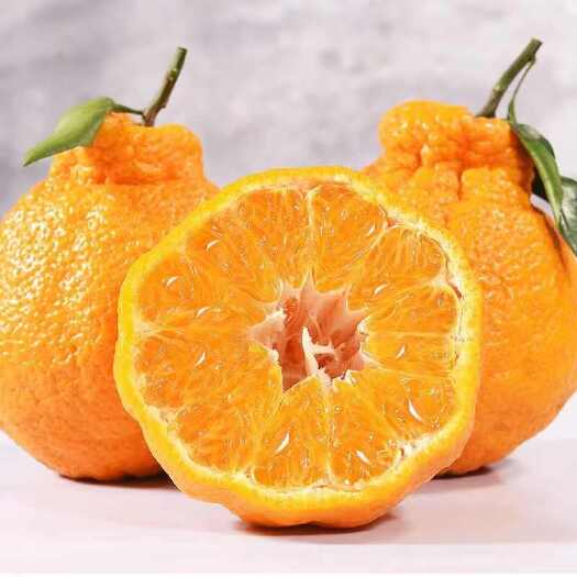 石棉县黄果柑 丑橘 产地直供，口感纯甜化渣水分充足，皮毛靓丽！