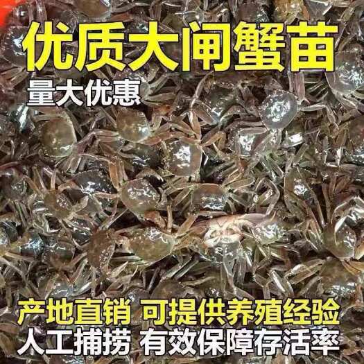 盘山县盘锦蟹苗