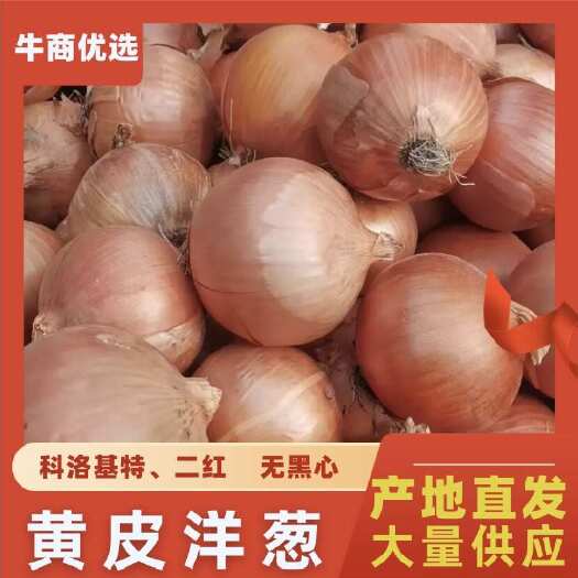 新野县南阳精品黄皮洋葱 大量供应 欢迎全国各地市场采购