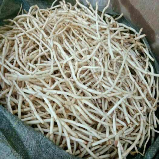  鱼腥草