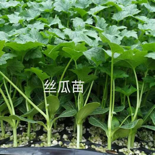 寿光市丝瓜苗 长丝瓜改良中绿丝瓜苗 品质保证 常年有苗苗厂直发