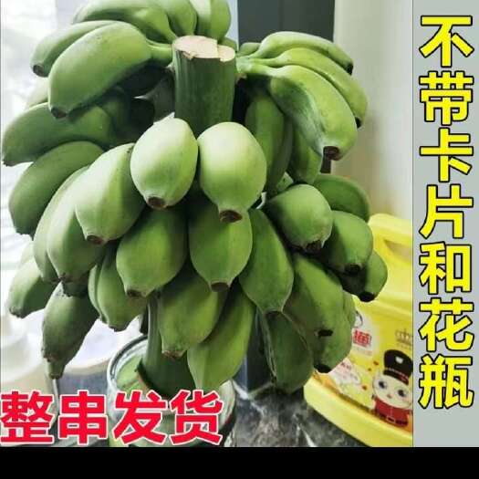 广西小米蕉禁止蕉绿整串发货现摘现发办公室观赏小米蕉
