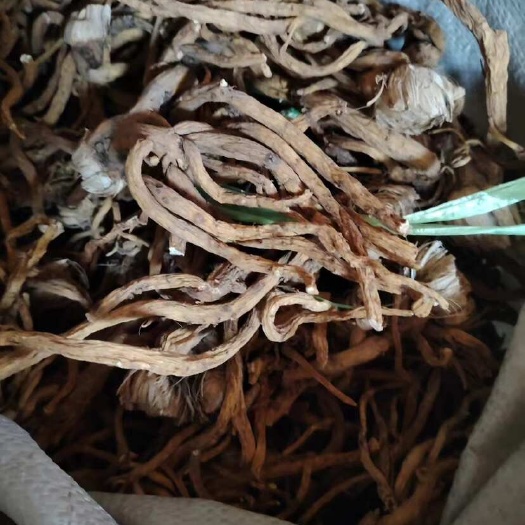 玉龙县秦艽高原
