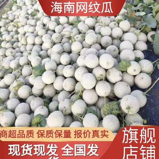 乐东县海南哈密瓜产地供应可对接各大市场，档口，超市，电商，社区团购