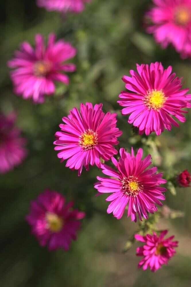 荷兰菊 紫花荷兰菊 死苗补发 量大可优惠