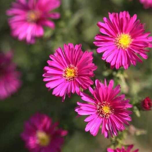 荷兰菊 紫花荷兰菊 死苗补发 量大可优惠