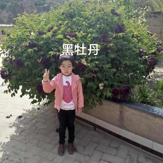 广河县黑牡丹