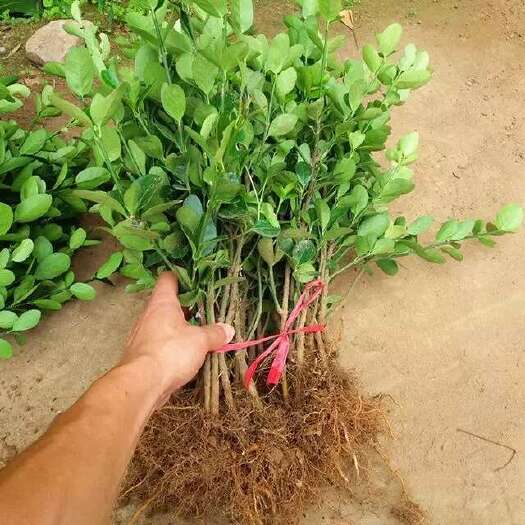 沭阳县黄杨
