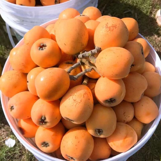 三台县枇杷
