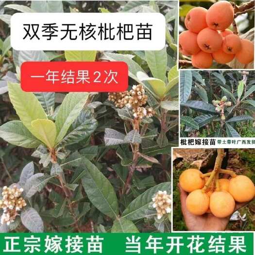  大五星枇杷苗