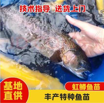眉山虹鳟鱼金鳟鱼苗，冷水鱼品种，基地直供