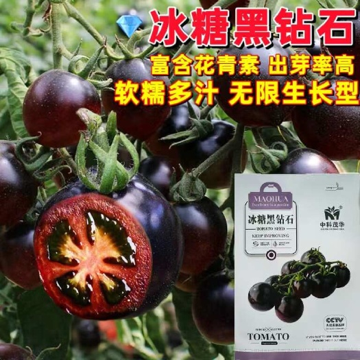 宿迁中科茂华冰糖黑钻石黑色小番茄种子圣女果种子黑珍珠番茄种子