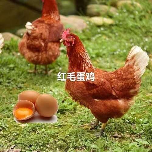 衡南县红毛蛋鸡苗 产蛋鸡母苗 380蛋鸡包发货包打疫苗包路损