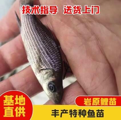 眉山岩鲤鱼苗  岩鲤苗基地直供全程技术指导量大从优送货上门