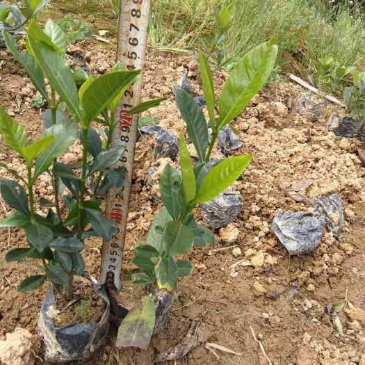 柳州栀子花、龙船花.红继木、黄素梅