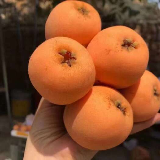 汉源县枇杷，大五星枇杷