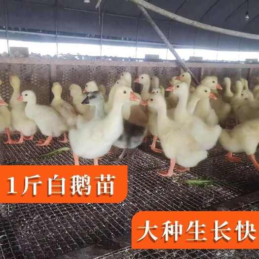莘县四季大白鹅一斤脱温鹅苗量大优惠支持一件代发