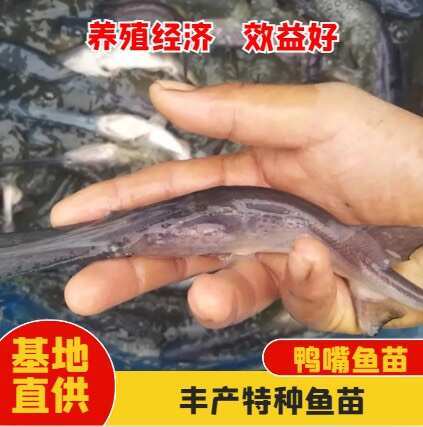 眉山鸭嘴鲟鱼苗，俗称长吻鲟鱼，基地直供，提供养殖技术指导