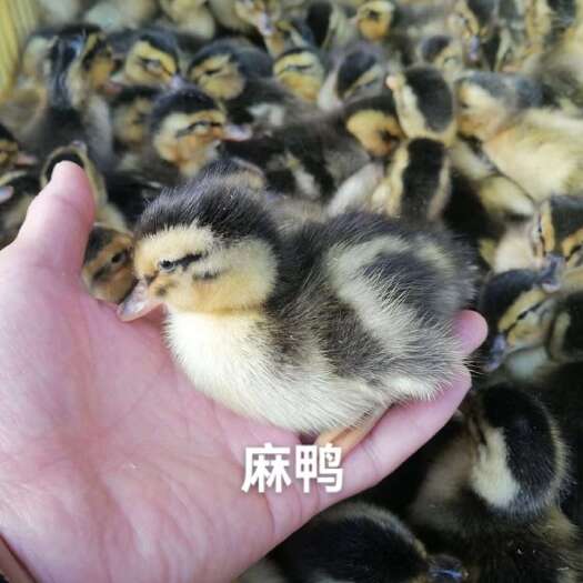 衡南县麻鸭  鸭子肉质好，全国包邮，打了一次预苗，包路损
