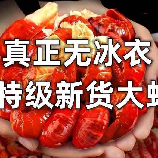 连云港【净重无冰衣】特大号龙虾尾麻辣小龙虾鲜活新鲜速冻虾球整箱批发