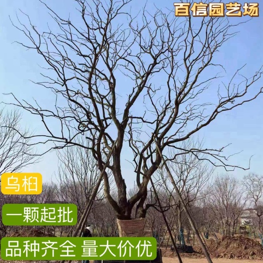 句容市百信园艺场 精品山乌桕红叶乌桕 绿化工程用树 量大价优