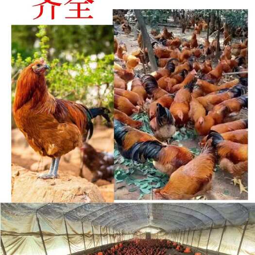  阉鸡苗