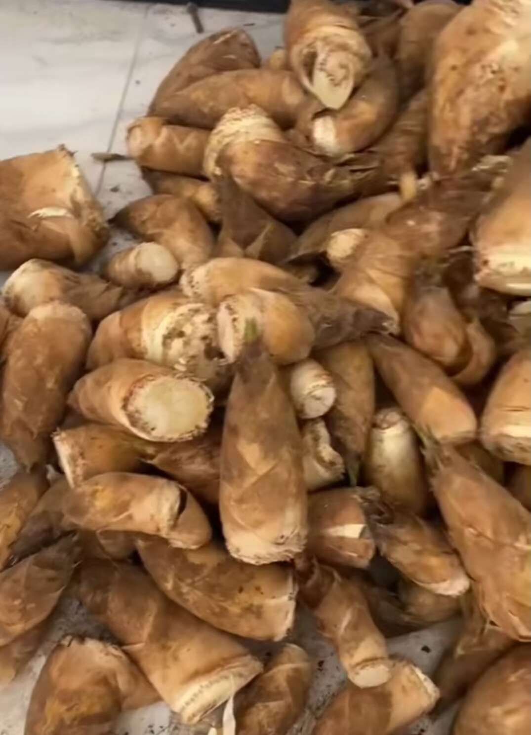 竹笋，春笋鲜笋加工厂使用