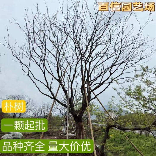 句容市百信园艺场沙朴 朴树 精品朴树基地直销，规格齐全，量大从优