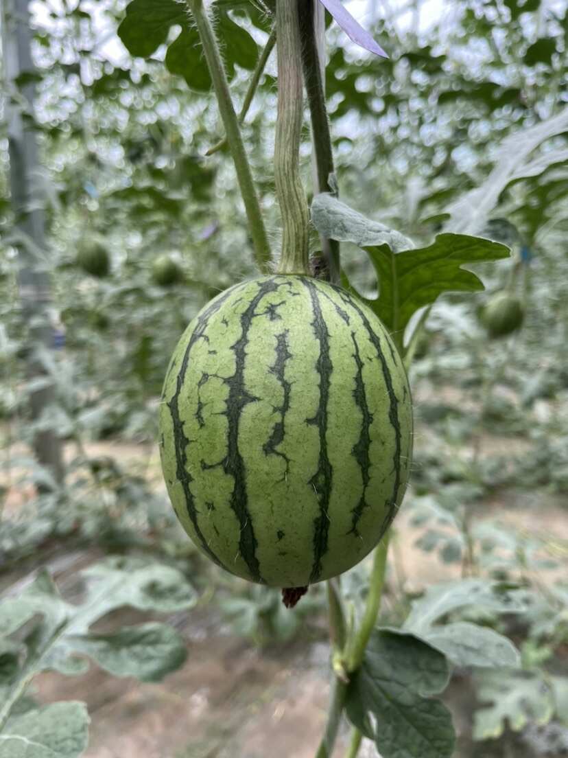 原产地供货商：L600全美二k小吊瓜大量上市中，欢迎老板咨询