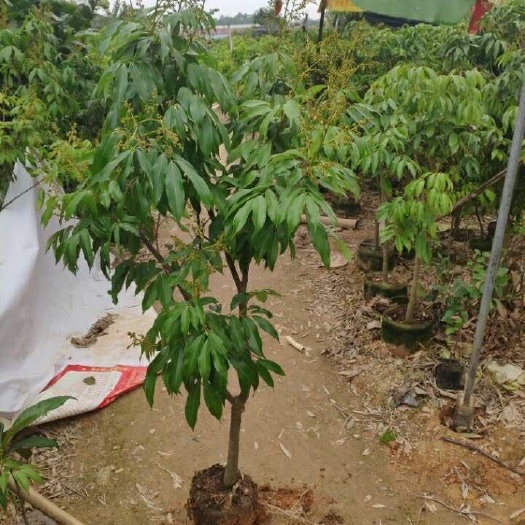  无核荔枝苗