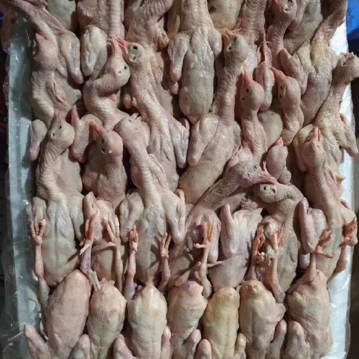 佛山乳鸽