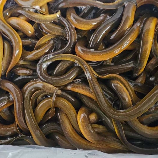 东兴市花点仿黄鳝