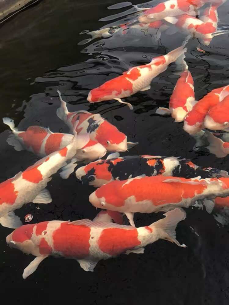 锦鲤观赏鱼，白写、大正、火鲤