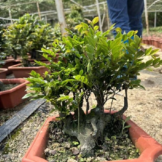 台山市名贵花卉盆景小叶紫檀 室内常绿植物黑骨茶树苗 室外阳台耐热树