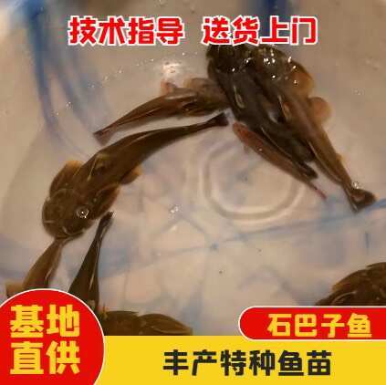 眉山石巴子鱼苗 石爬子鱼苗