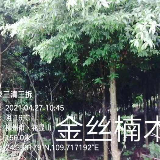 鹿寨县金丝楠木低价处理15-18公分