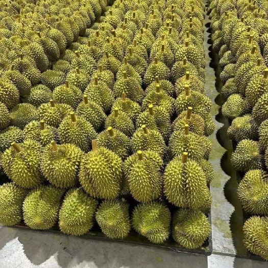 清水县越南榴莲