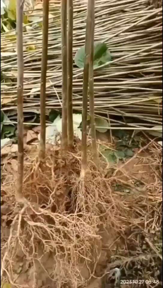 苍溪县山桐子苗木本油料植物南北方均可栽培易管理成活经济效益高包邮