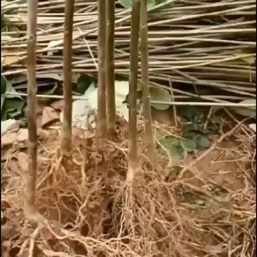 苍溪县山桐子苗，毛叶山桐子苗，木本油料植物，经济林苗木