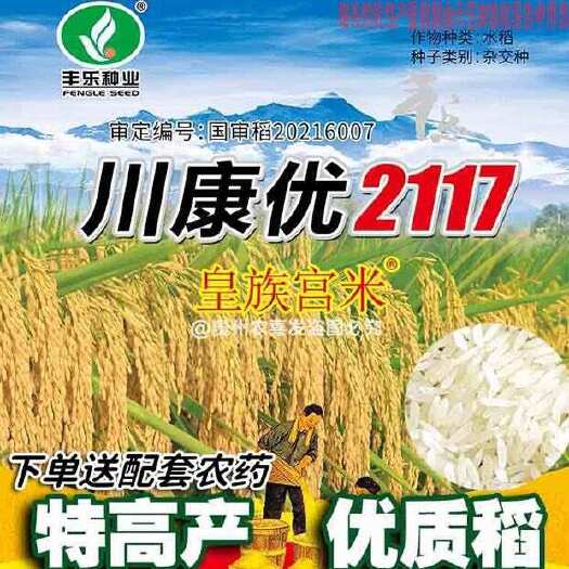 凯里市川康优2117 2115杂交香米水稻种子高产杂交水稻种子长粒