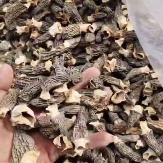 邢台优质羊肚菌干货正品大个特产食用煲汤食材新货产地直发