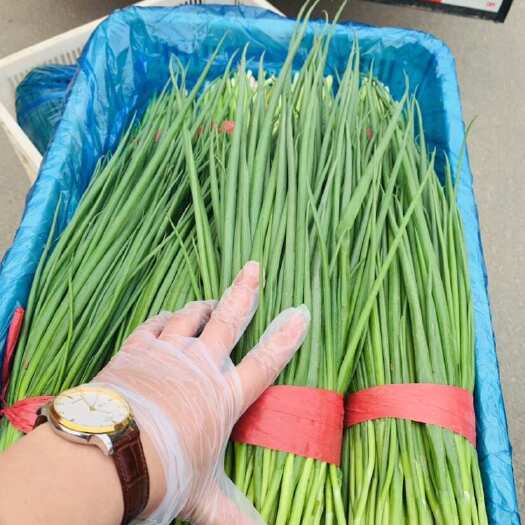 临清市精品小葱 质量杠杠的 全国落地 欢迎老板砸单