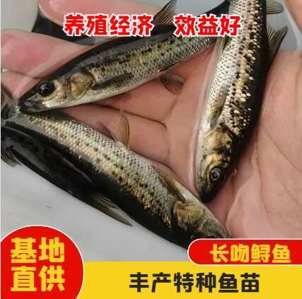眉山鲤鱼苗 金沙鲈鲤苗 冷水鱼 基地直供 技术指导 送货上门